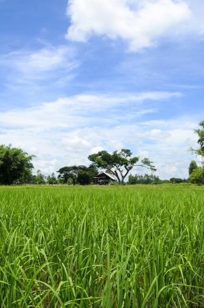 green paddy field with blue sky and pavilionの写真素材