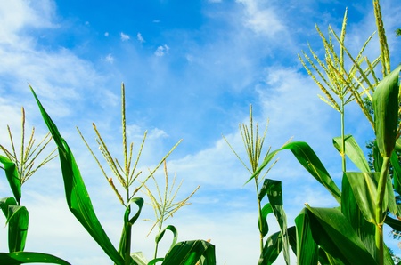 corn flower against blue sky and soft cloudyの写真素材