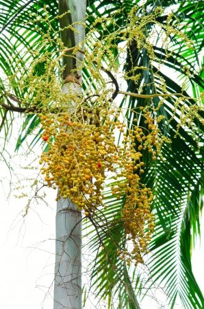 ripe betel palm and raw in the bunchの写真素材
