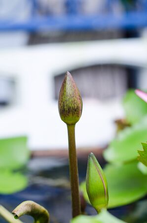 Water lily or lotus flower before a blooming, Nymphaeaの写真素材