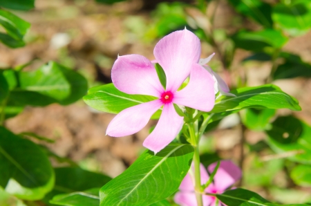 Pink periwinkle flower against a natural background,Catharanthus roseus G. Don. の写真素材
