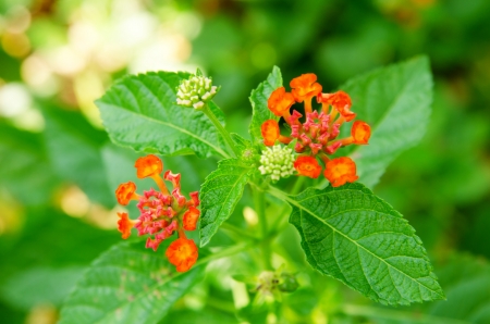 Lantana or Wild sage against nature background, Lantana camara L.の写真素材