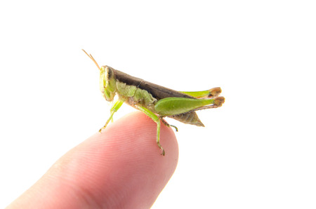 Grasshopper on isolated white backgroundの写真素材