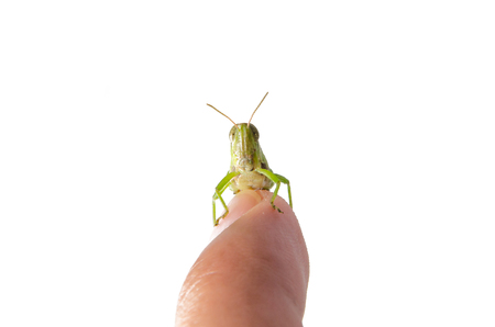 Grasshopper on isolated white backgroundの写真素材