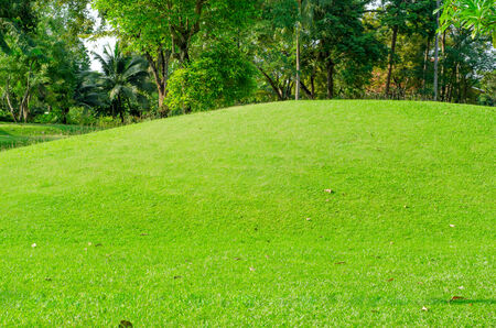 green grass field in public parkの写真素材