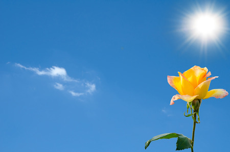 Rose yellow against the sun and blue skyの写真素材