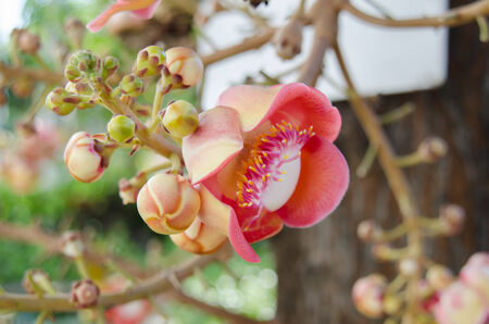 Canonball flower or Couroupita guianensis flower blooming on tree, tree of buddha