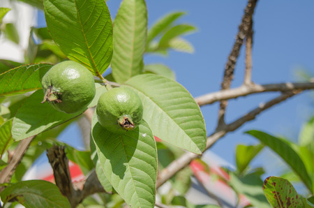 Guava fruit on the tree, Psidium guajava Linn.の写真素材