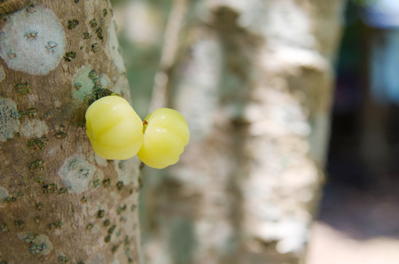 Star gooseberry on tree , Phyllanthus acidus Skeels 
