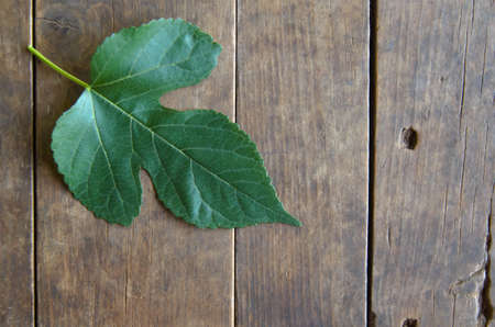Green plant leaf on wooden background