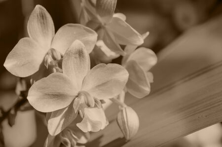 Chinese ground orchid blooming, Phaius tankervilleae.の写真素材