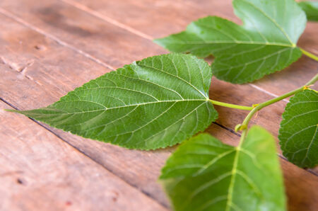 Green plant leaf on wooden backgroundの写真素材