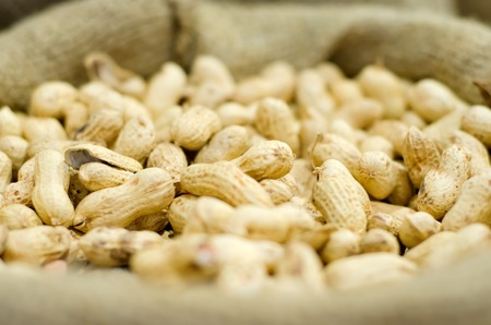 Peanut in fabric sack, dry groundnutの写真素材