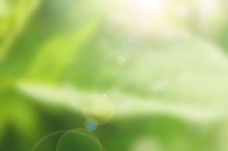 Background of rain drop on green leaves with sunlight effect