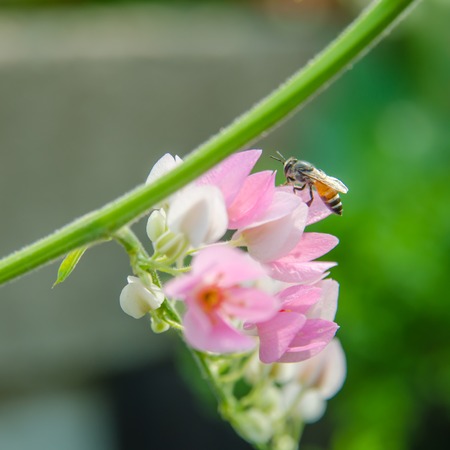 Pink Confederate vine blooming in the garden; Coral vine; Mexican coral vine; Mexican creeper; Queen's jewels; Queen's wreathの写真素材