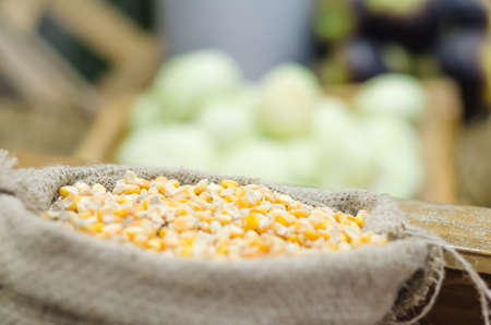 Dried seeds of corn in sackの写真素材