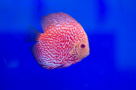 Flowerhorn Cichlid fish in the aquariumの写真素材