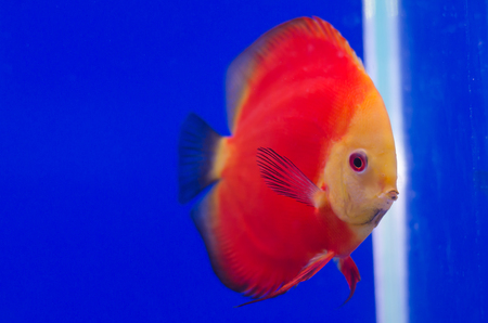 Flowerhorn Cichlid fish in the aquariumの写真素材