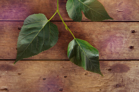 Green plant leaves on wooden backgroundの写真素材