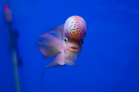 Flowerhorn Cichlid fish in the aquariumの写真素材