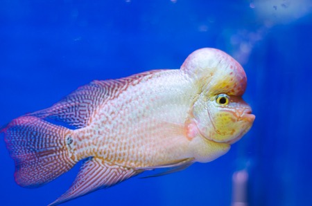 Flowerhorn Cichlid fish in the aquariumの写真素材