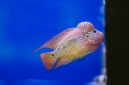Flowerhorn Cichlid fish in the aquariumの写真素材