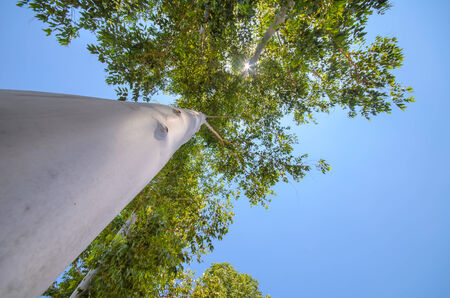 Up view on tree and clouds on blue skyの写真素材
