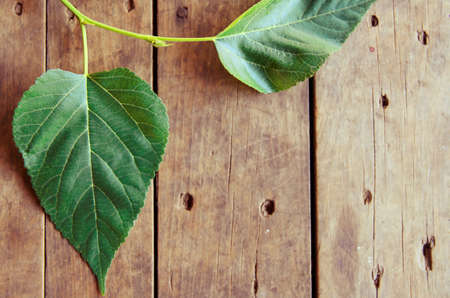 Green plant leaves on wooden backgroundの写真素材