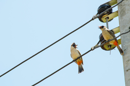 Bird still on electric line against blue sky backgroundの写真素材