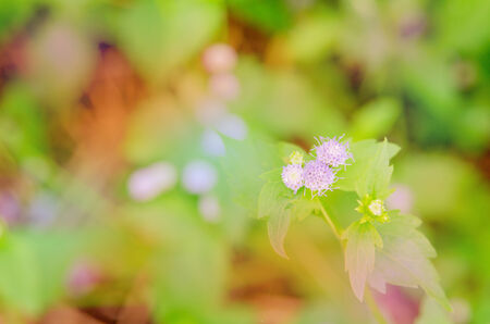 Small purple grass flower in natural with blur color filter