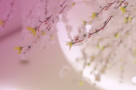 Artificial Sakura flowers for decorating with blur color filterの写真素材