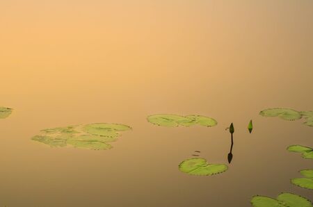 Lotus flower and leaves still in lake with a beautiful sunriseの写真素材