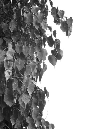 Sacred Fig Tree leaves against white background in black and white colorの写真素材