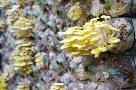 Mushrooms growing in farm, mushroom is an agriculture plantの写真素材