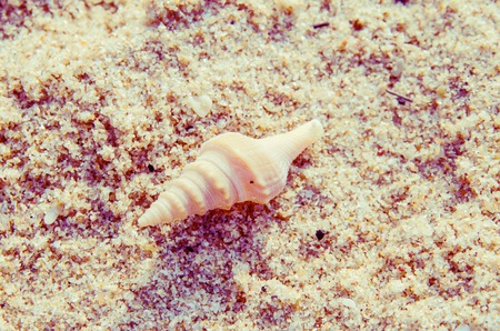 Seashell on sand beach vintage background in summerの写真素材