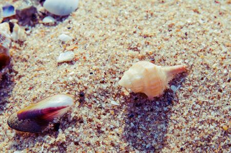 Seashell on sand beach retro background in summer