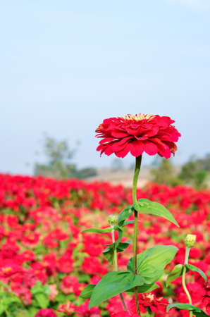 Red zinnias flower blooming in the summer garden. Zinnia violacea Cav.の写真素材