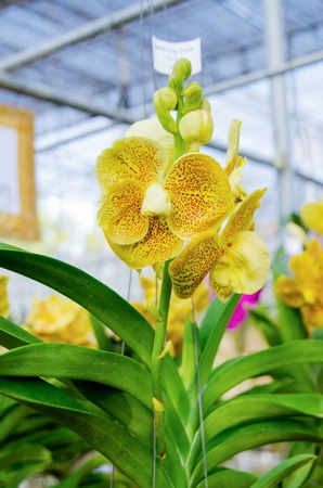 Orangeyellow Vanda Orchid flowers blooming in the gardenの写真素材