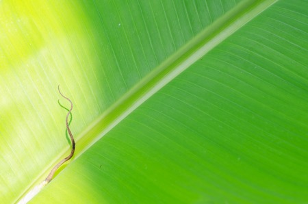 Texture background of banana fresh green Leaf.の写真素材