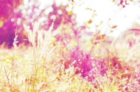 Grass flowers in a meadow morning with blur color filterの写真素材
