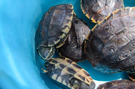 Turtle in the blue bucketの写真素材