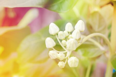 Colorful white crown flower with blur color filterの写真素材