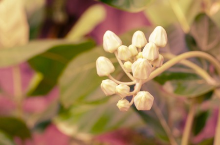 Colorful white crown flower with blur color filter, Giant Indian Milkweed, Gigantic Swallowwort,(Calotropis gigantea (Linn.) R.Br.ex Ait.)の写真素材