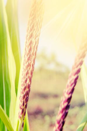 Depth of field close up of young corn flowering stage in field with a soft light flare.の写真素材