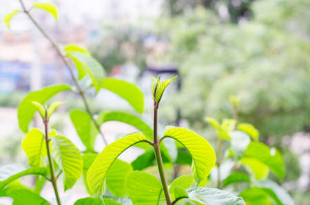 Closeup of the peak green plant leavesの写真素材