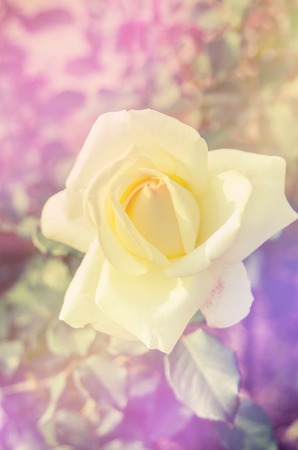 Rose flower blooming in the garden with a color filter.の写真素材