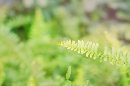Closeup leaves of green fern with blur color filter, Pteridophytaの写真素材