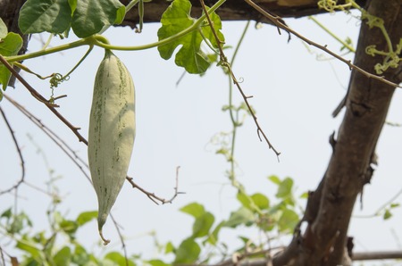 Snake gourd growing on a vine in agriculture garden.の写真素材