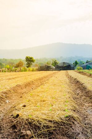 Plowed field farmland tillage for farming with soft warm lightの写真素材