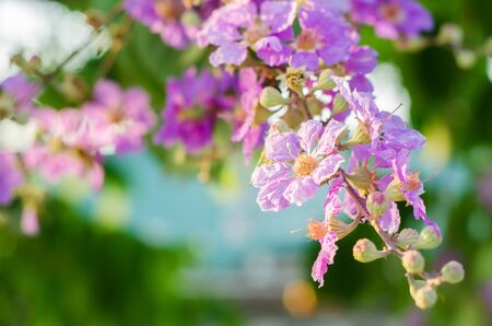 Cananga Flowers blooming on tree against blue sky, Lagerstroemia. It is a species of flowering plant in the Lythraceae family.の写真素材